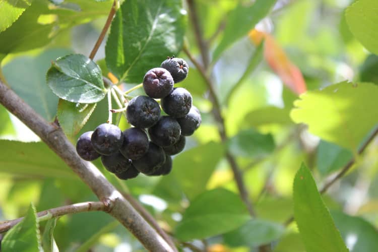 Planting a Native Edibles Meals Forest