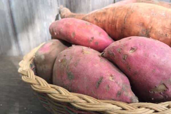 Develop, Harvest, Remedy, and Retailer Sweet Potatoes