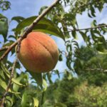 Deciding on Fruit Bushes to your Homestead