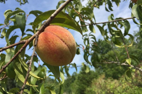 Deciding on Fruit Bushes to your Homestead