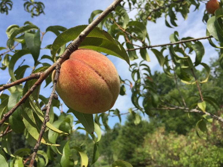 Deciding on Fruit Bushes to your Homestead